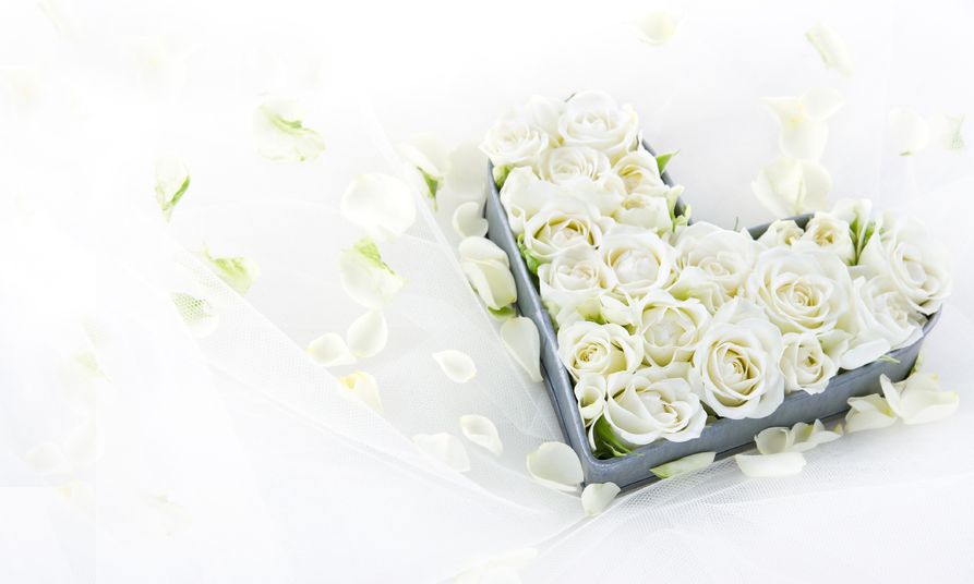 19979084 - white wedding roses in an old vintage metal heart shaped tray on dreamy lace background with floral petals